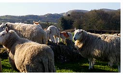 Sheep at Brynhir Farm.