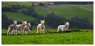 Lambs at Brynhir Farm